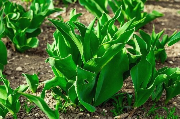 Hojas tiernas de tulipanes en el jardín Temporada de primavera de plantas en crecimiento Concepto de jardinería