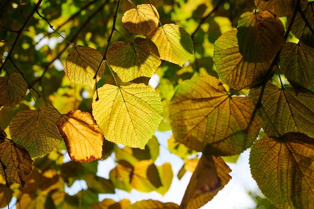 Hojas de Tilia platyphyllos árbol fondo de cielo soleado Hojas verdes y amarillas de tilo de hoja grande Hermosa vista a través del cielo azul del tilo de hoja grande y la luz del sol