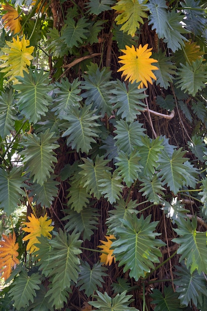 Hojas de tonos verdes y amarillos que cubren el tronco de un árbol.