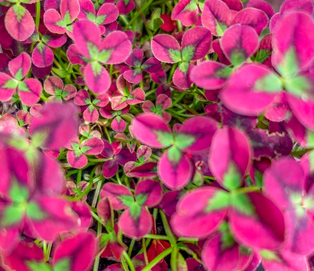 Foto hojas de trébol rosado de fondo