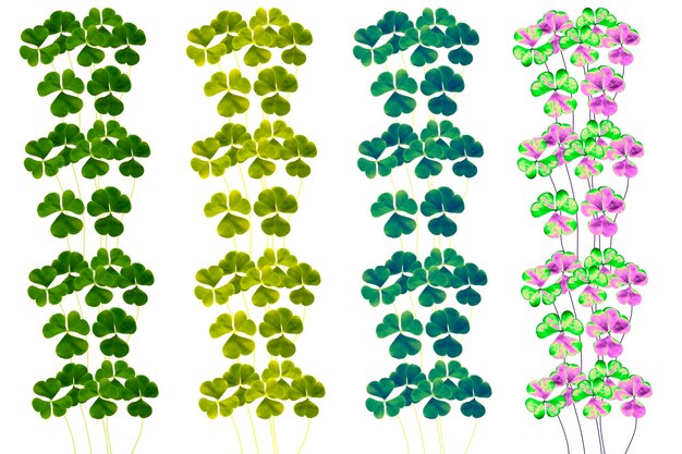 hojas de trébol verde aisladas en un fondo blanco marco de trébol de follaje del día de San Patricio