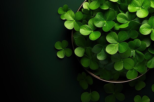 Hojas de trébol verde con gotas de agua en fondo oscuro de cerca