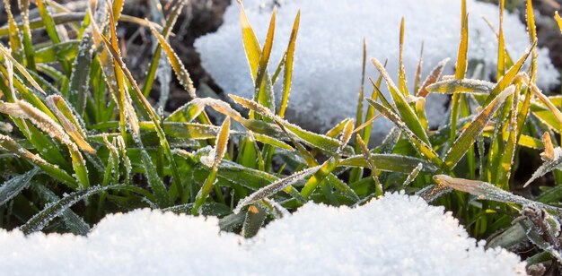 Hojas de trigo de invierno en una fila visible desde debajo de la nieve en primavera