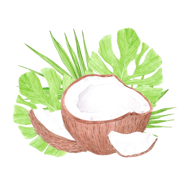 Hojas tropicales de acuarela dibujadas a mano y coco marrón aisladas sobre un fondo blanco Se pueden usar para libros de recortes de etiquetas de postales y otros productos impresos