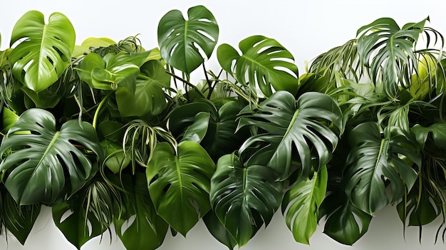 Hojas tropicales aisladas sobre un fondo blanco Hojas verdes de Philodendron Mons Generative AI