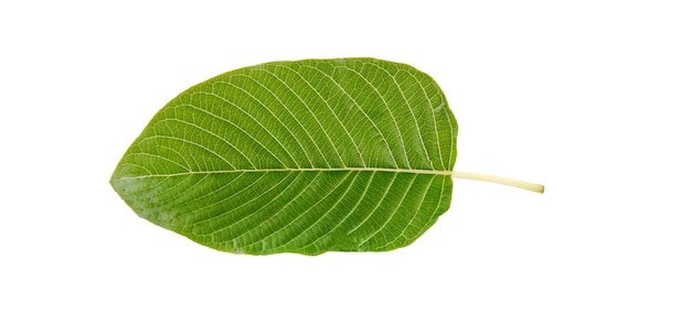 Foto hojas tropicales aisladas sobre fondo blanco