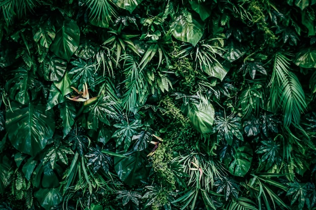 Hojas tropicales como fondo de naturaleza y medio ambiente jardín botánico y telón de fondo floral planta gr ...