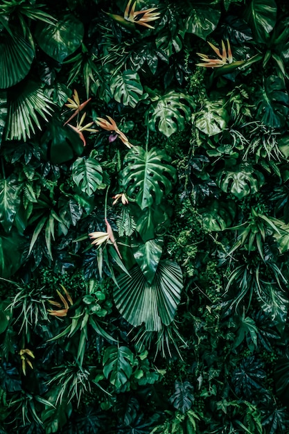 Hojas tropicales como naturaleza y fondo ambiental jardín botánico y fondo floral planta gr ...