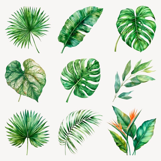 Hojas tropicales conjunto de ilustraciones de naturaleza botánica psd