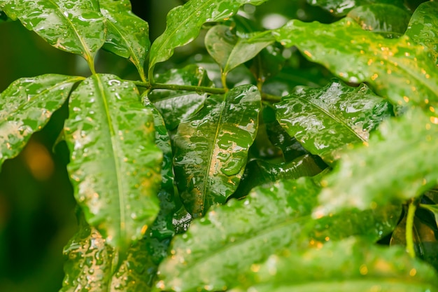 Hojas tropicales después de la lluvia.