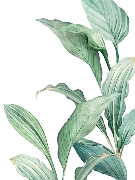 Hojas tropicales dibujadas a mano PNG fondo transparente