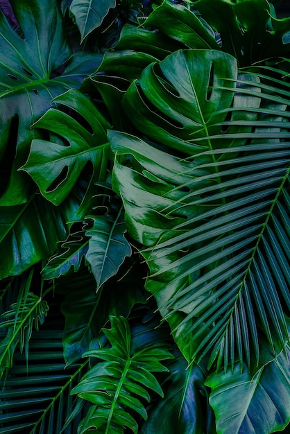 Hojas tropicales follaje verde oscuro en el fondo de la naturaleza de la selva