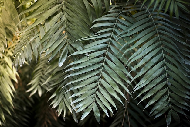 Hojas tropicales en el fondo de la selva selva tropical con plantas