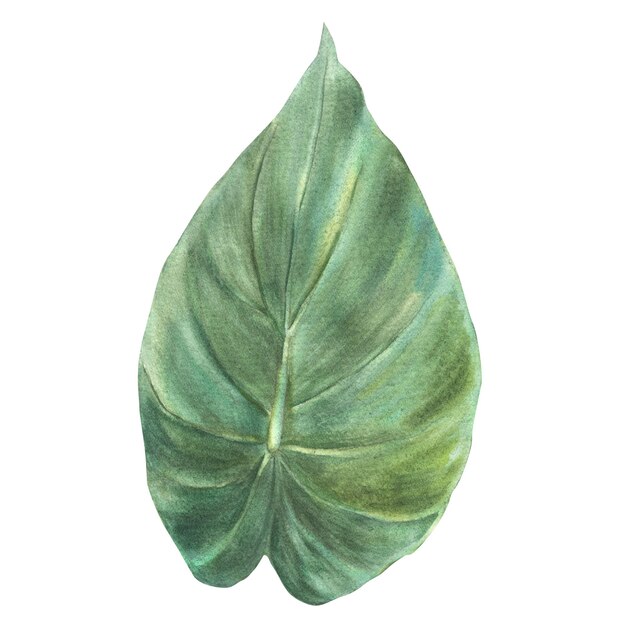 Hojas tropicales jungla plantas de la casa hoja exótico follaje tropical acuarela ilustración pintada