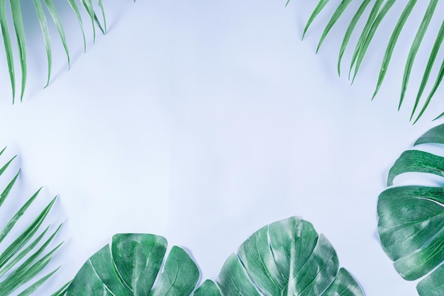 Las hojas tropicales de la palma y la monstera en el fondo