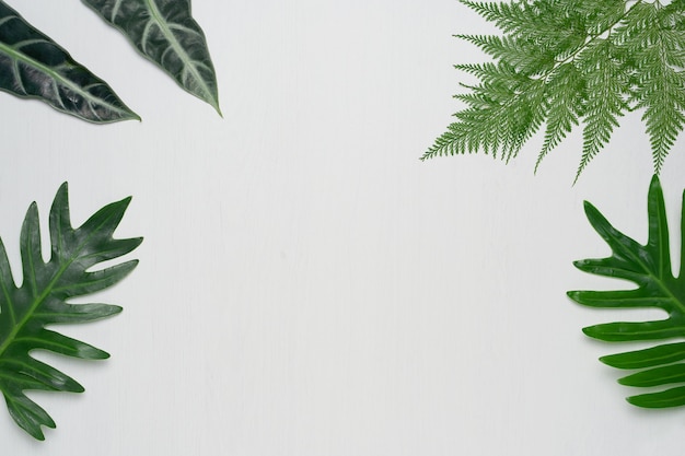 Hojas tropicales reales en el fondo de madera blanco. Conceptos de naturaleza botánica.