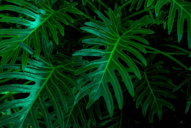 hojas tropicales resumen hojas verdes textura naturaleza antecedentes