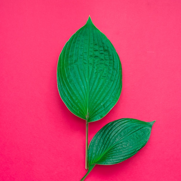 Foto hojas tropicales sobre fondo morado. concepto de naturaleza mínima. lay flat.