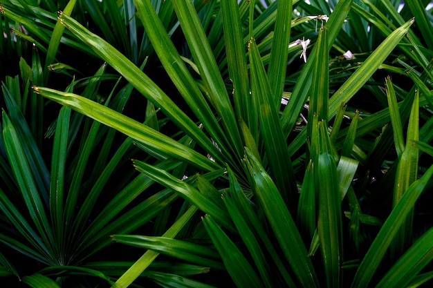 Hojas tropicales textura de hojas verdes abstractas