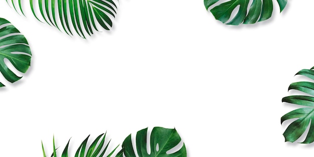 Foto hojas tropicales de verano en fondo blanco con espacio para copiar