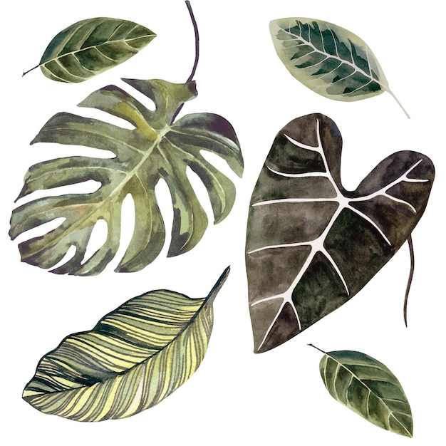Hojas tropicales verdes con textura de acuarela en un hermoso estilo sobre un fondo blanco