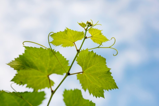 Hojas de uva en un caluroso día de verano