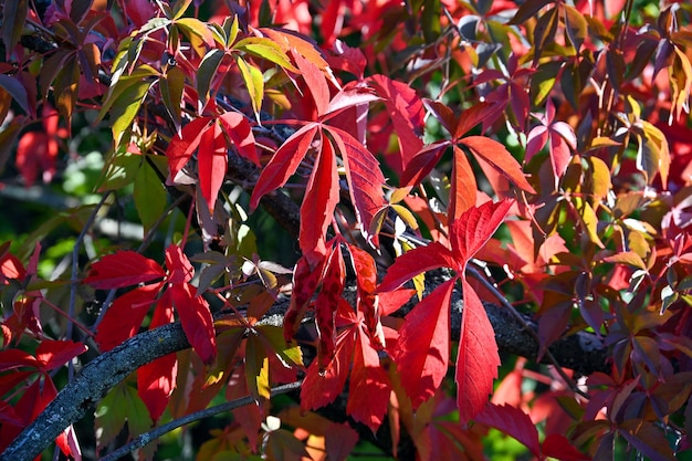 Hojas de uva roja en el parque de la ciudad