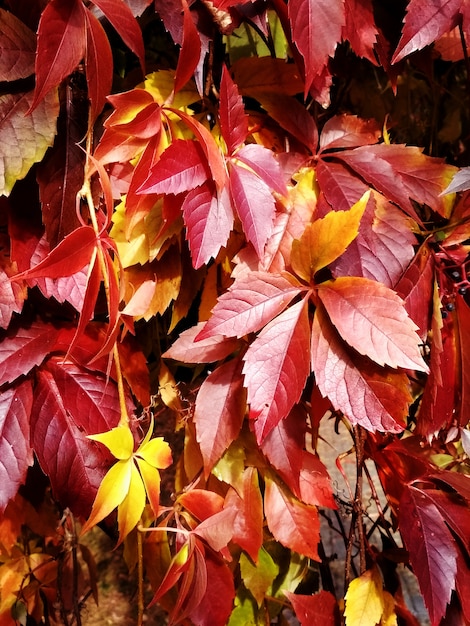 Hojas de uva roja