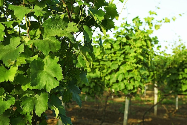 Hojas de uva verde en viñedo de primavera