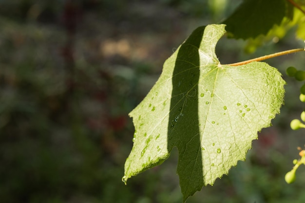 Hojas de uva verdes frescas a la luz del sol de cerca