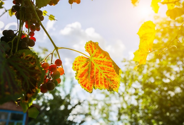 Hojas de uvas amarillas en los rayos del sol. Día de otoño en el patio de la granja. Tiempo de cosecha. Foto de la naturaleza. Fruta de la rupia.