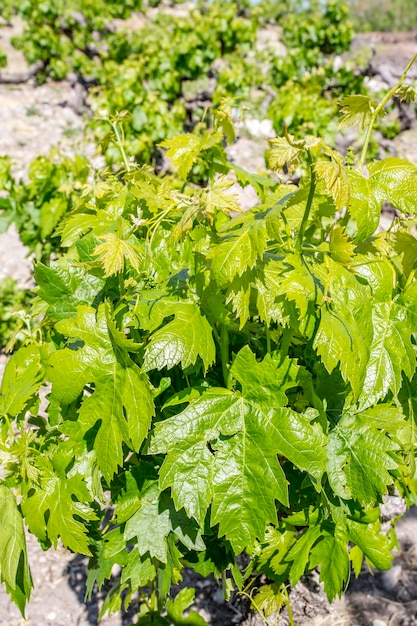 Hojas de uvas verdes orgánicas frescas. Hojas de vid.