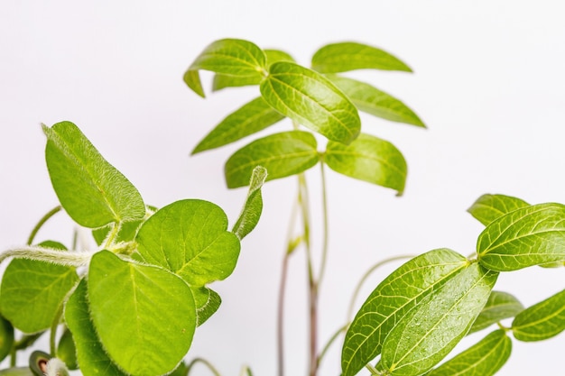 Hojas de vegetación joven aisladas en blanco. Concepto de jardinería, trabajos de temporada de primavera. Plantación, plántulas, fondo con pequeñas hojas de soja, lugar para texto