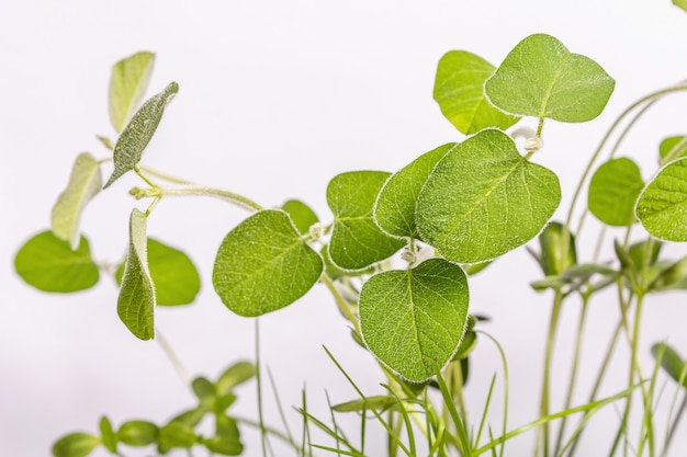 Hojas de vegetación joven aisladas en blanco. Concepto de jardinería, trabajos de temporada de primavera. Plantación, plántulas, fondo con pequeñas hojas de soja, lugar para texto