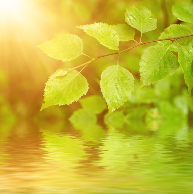 Hojas de verano verde soleado en el bosque, fondo estacional eco natural con espacio de copia y reflejo de agua