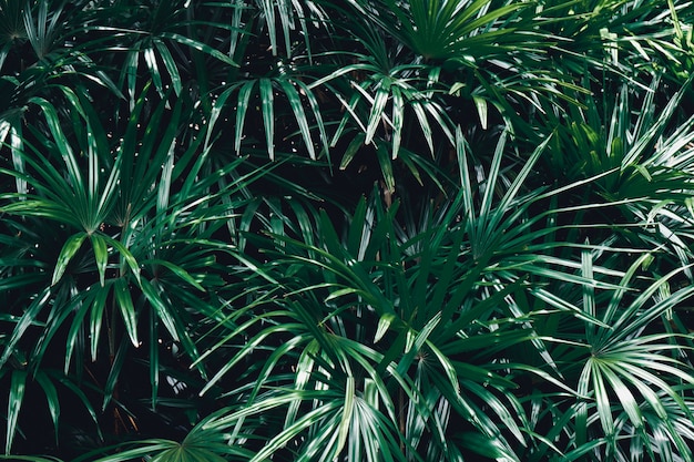 Las hojas del verde del fondo del helecho salen de concepto de la primavera de la naturaleza.