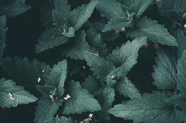 Hojas verde oscuro menta