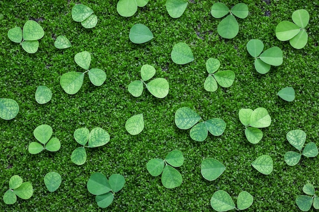 Hojas verdes abstractas sobre fondo de planta de musgo verde