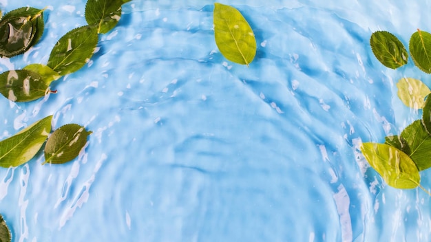 Hojas verdes en agua sobre fondo azul vista superior Fondo natural para el diseño