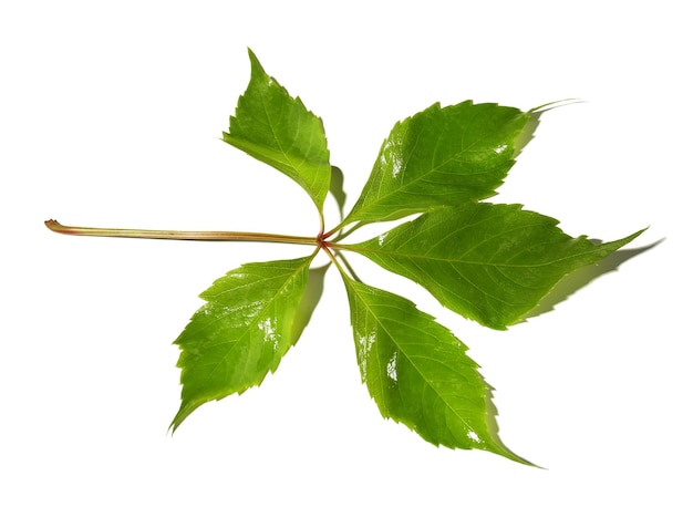 Hojas verdes aisladas en blanco