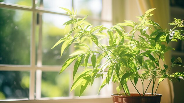 hojas verdes en el alféizar de la ventana en el interior