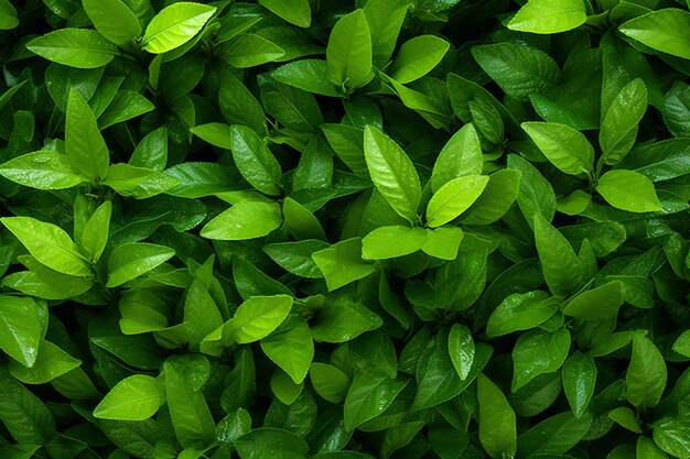 Foto las hojas verdes de alta vista y la taza de té