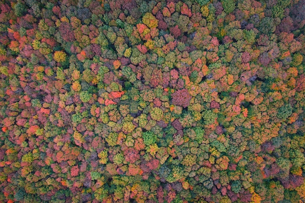 Hojas verdes y amarillas de los árboles. Vista superior del bosque de otoño. Fondo o textura natural.