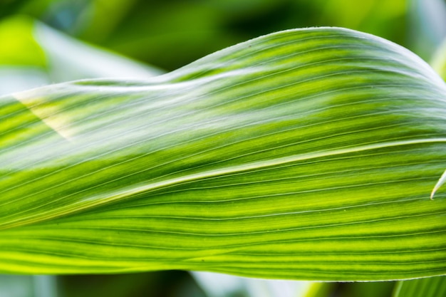 Hojas verdes y amarillas de primer plano de maíz