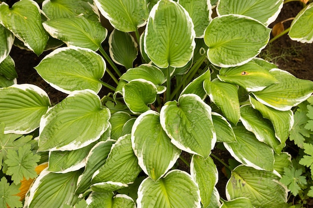 Hojas verdes de aráceas. Fondo de hojas en forma de corazón.