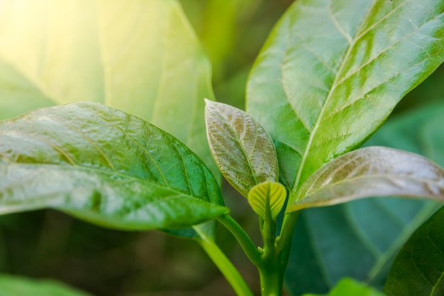 Las hojas verdes del árbol de aguacate