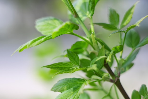 Hojas verdes en un árbol de cerca