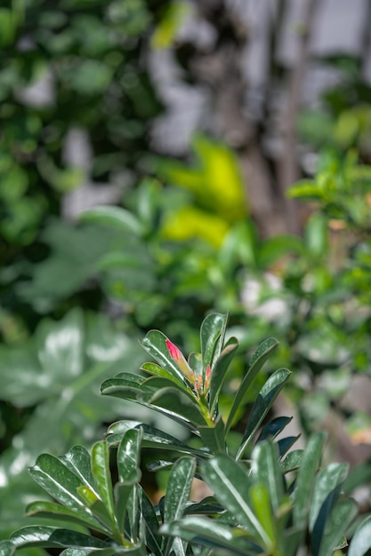 Hojas verdes de un árbol en el jardín