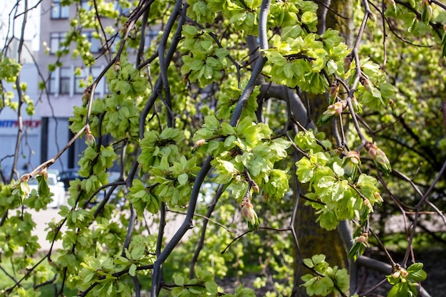 Hojas verdes en un árbol de lúpulo en primavera