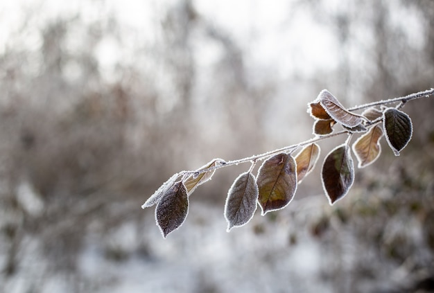 Hojas verdes de un árbol en la nieve.